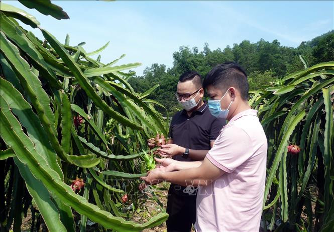 Vườn thanh long của người dân thôn Bòng, xã Tân Trào. Ảnh: Vũ Quang – TTXVN Nhiều đổi thay trên quê hương cách mạng Tân Trào ảnh 3