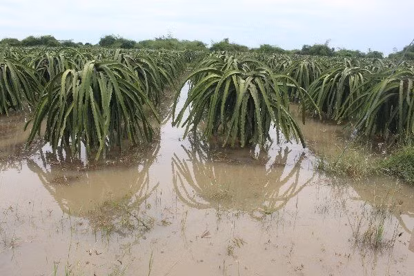 Bình Thuận: Mưa lớn kéo dài gây ngập nhiều diện tích sản xuất nông nghiệp ảnh 1