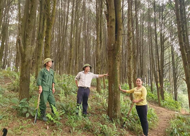 Hiệu quả bước đầu trong việc triển khai trồng rừng pơ mu đã tạo được lòng tin trong nhân dân, làm thay đổi cơ bản thói quen từ đốt phá rừng trở thành người trồng, bảo vệ rừng của đồng bào Mông ở xã Tây Sơn, huyện Kỳ Sơn (Nghệ An). Ảnh: Văn Tý - TTXVN "Khu vàng xanh” ở miền Tây Nghệ An ảnh 1