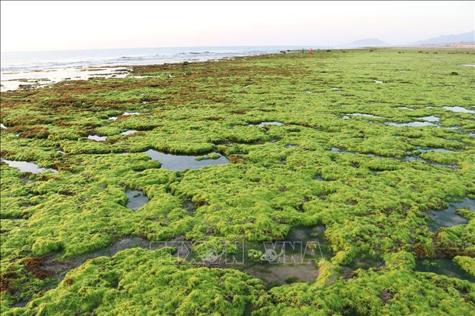 Rong biển phủ trên trên bãi rạn san hô rộng lớn tại xã Phước Dinh (huyện Thuận Nam). Ảnh: Nguyễn Thành – TTXVN Tuần lễ Biển và Hải đảo Việt Nam: Ninh Thuận bảo tồn, phát triển bền vững đa dạng sinh học biển ảnh 3