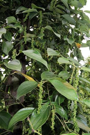 Vườn tiêu tại huyện đảo Phú Quốc. Ảnh: Lê Sen - TTXVN Giữ thương hiệu hồ tiêu Phú Quốc ảnh 3
