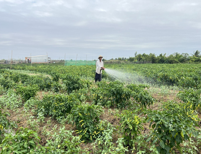 Nghề trồng rau, màu giúp cho nhiều gia đình người Khmer tại Bạc Liêu có thu nhập ổn định, phát triển kinh tế gia đình. Ảnh: TTXVN phát Vùng đồng bào dân tộc Khmer ở Bạc Liêu vươn mình khởi sắc ảnh 2