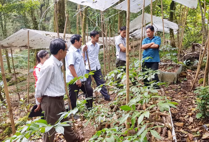 Đảng viên giúp dân phát triển kinh tế, thoát nghèo bền vững ở xã Trà Linh ảnh 2