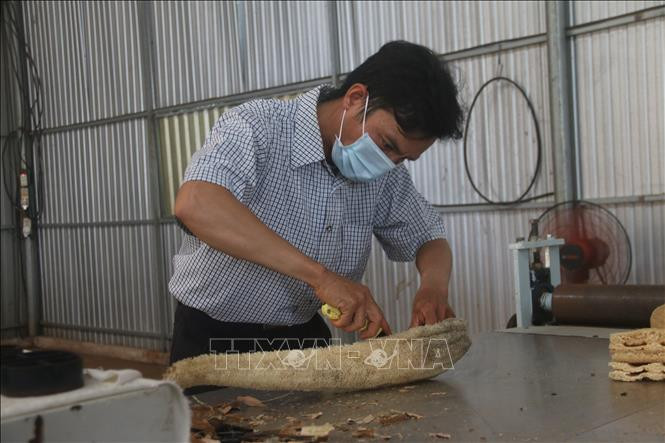 Anh Phạm Văn Đoàn xẻ quả mướp khô để làm đồ gia dụng. Ảnh: Hoàng Nhị -TTXVN Anh Phạm Văn Đoàn người tạo thương hiệu riêng từ sản phẩm đồ gia dụng bằng xơ mướp ảnh 1