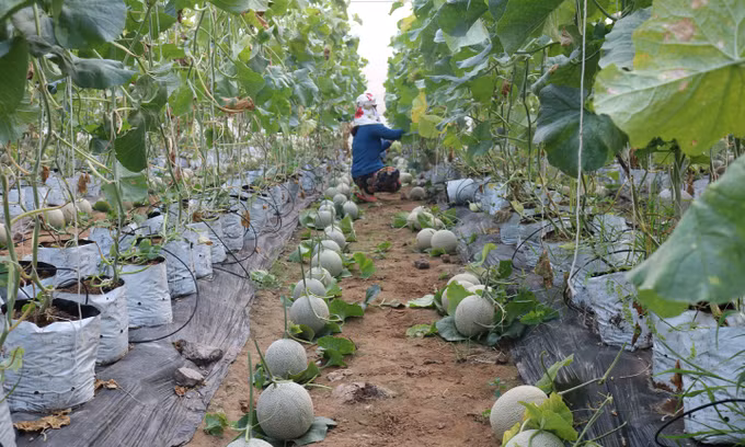 Mô hình chăm dưa lưới bằng smartphone hái bạc tỷ của anh Phan Văn Bình ảnh 1