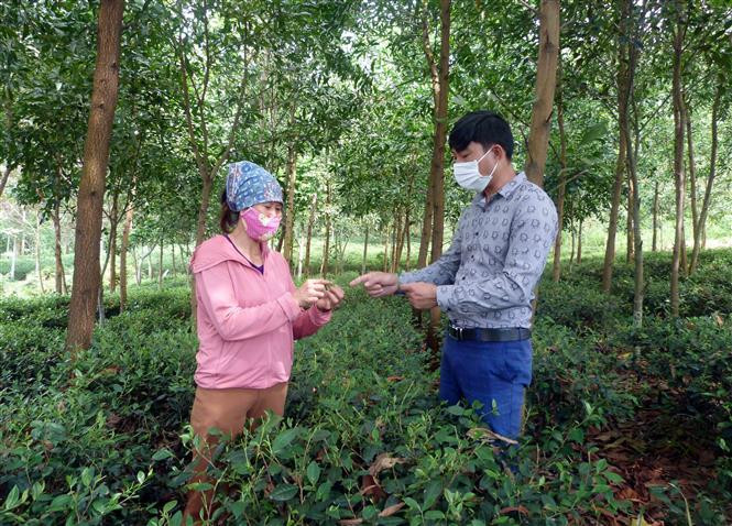 Bí thư chi bộ, Trưởng thôn Bình Man, xã Sơn Nam, Trần Quang Tuấn (phải) hướng dẫn người dân cách chăm sóc cây chè. Ảnh: Vũ Quang - TTXVN Tuyên Quang: Những Bí thư Chi bộ, Trưởng thôn “8x” sáng tạo, vì dân ảnh 1