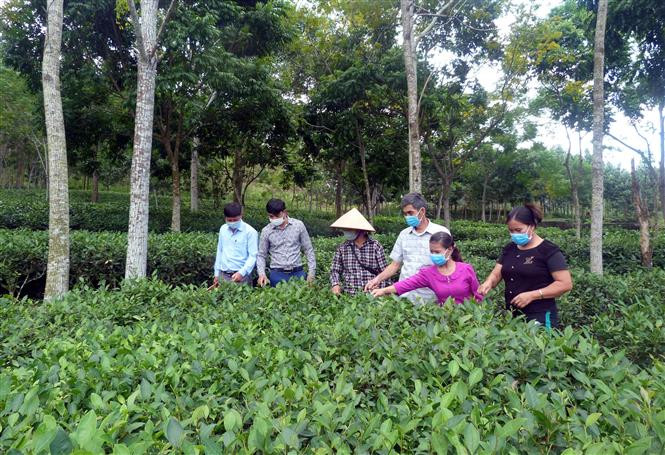 Người dân thôn Bình Man, xã Sơn Nam và Trưởng thôn Trần Quang Tuần (thứ 2 trái sang) kiểm tra chè. Ảnh Vũ Quang – TTXVN Tuyên Quang: Những Bí thư Chi bộ, Trưởng thôn “8x” sáng tạo, vì dân ảnh 2