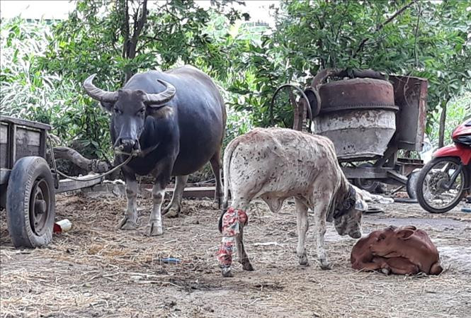 Bệnh viêm da nổi cục trên trâu, bò. Ảnh:TTXVN phát Bến Tre khẩn trương phòng, chống bệnh viêm da nổi cục trên trâu, bò ảnh 1