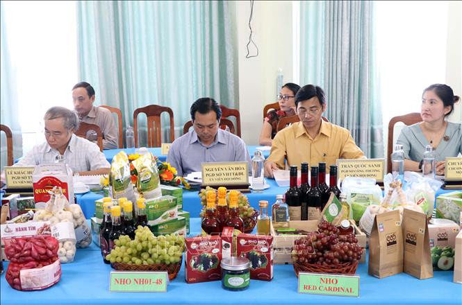 Các thành viên Hội đồng tập trung đánh giá, phân hạng sản phẩm. Ảnh: Công Thử - TTXVN Ninh Thuận có 61/69 sản phẩm OCOP đạt tiêu chuẩn từ 3 đến 4 sao ảnh 1