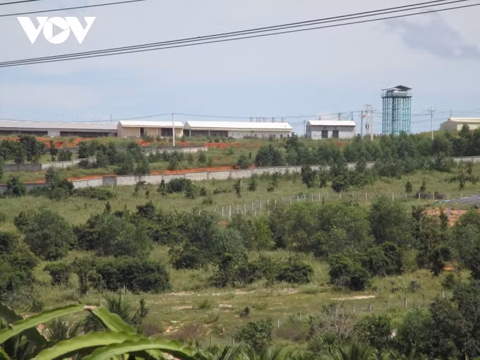 Bình Thuận: Yêu cầu giám sát ô nhiễm môi trường tại trang trại lợn trên đồi cao ảnh 1