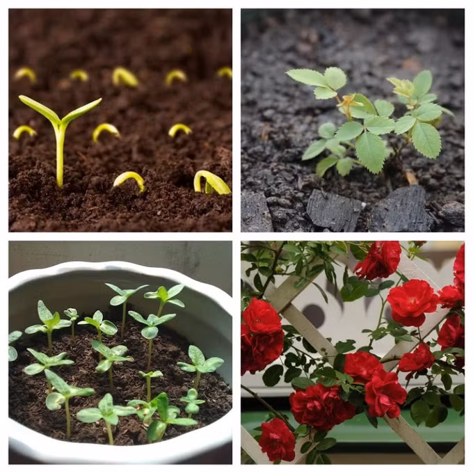 Một số kinh nghiệm trồng hoa từ hạt giống bạn nên biết ảnh 1