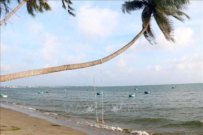 Những hàng dừa vài chục năm tuổi hướng ra biển đã tạo nên nét đặc trưng riêng cho biển Mũi Né. Ảnh: Nguyễn Thanh - TTXVN Tạo sức bật mới cho du lịch Bình Thuận (Bài cuối) ảnh 2