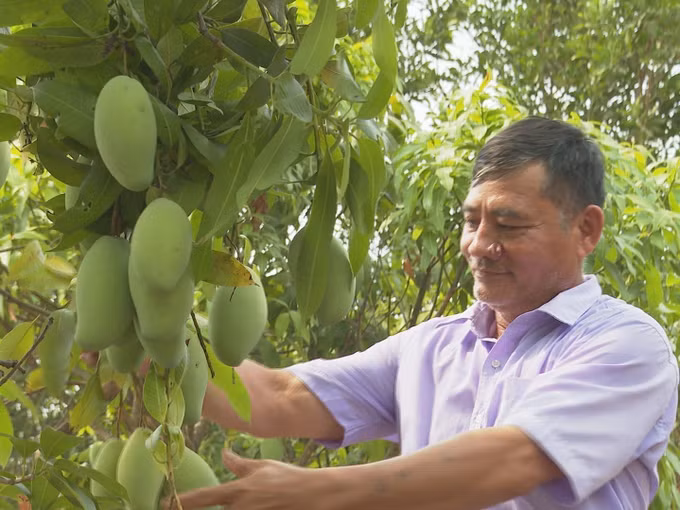 Cây xoài keo "bén duyên" trên mảnh đất khô cằn, sỏi đá vùng biên ảnh 2
