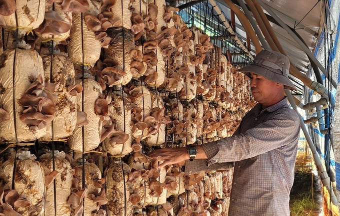 Anh Vũ Văn Khánh, ở ấp Liên Hiệp, xã Xà Bang, huyện Châu Đức kiểm tra sản phẩm. Ảnh: Hoàng Nhị - TTXVN Anh Vũ Văn Khánh, ở ấp Liên Hiệp, xã Xà Bang, huyện Châu Đức kiểm tra sản phẩm. Ảnh: Hoàng Nhị - TTXVN