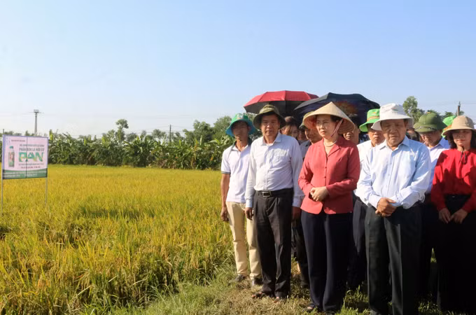 Hiệu quả từ sử dụng phân bón lá hữu cơ trên cây lúa ảnh 1