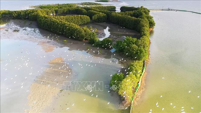 Hệ sinh thái trong khu vực rừng ngập mặn tại Bình Định khá đa dạng, phong phú. Ảnh: Tường Quân – TTXVN Bình Định bảo vệ những khu rừng ngập mặn ảnh 3