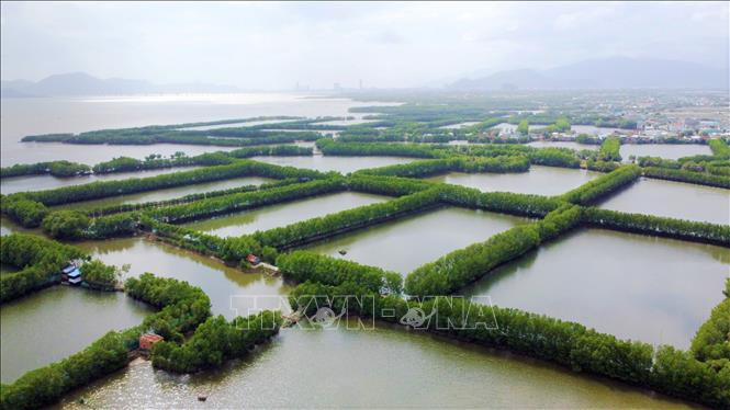Diện tích rừng ngập mặn tại tỉnh Bình Định. Ảnh: Tường Quân – TTXVN Bình Định bảo vệ những khu rừng ngập mặn ảnh 2