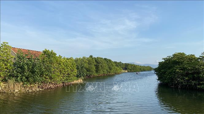 Rừng ngập mặn tại huyện Tuy Phước (thành phố Quy Nhơn, Bình Định) đang phát triển tốt, giúp điều hoà khí hậu, hạn chế bão lũ, triều cường. Ảnh: Tường Quân – TTXVN Bình Định bảo vệ những khu rừng ngập mặn ảnh 4