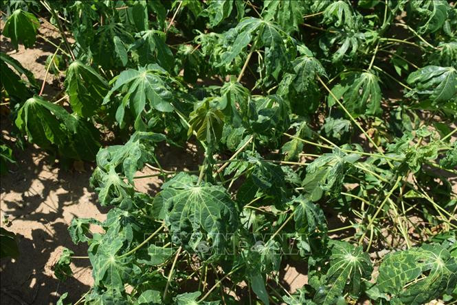 Nghệ An có trên 3.600 ha sắn nhiễm bệnh khảm lá ảnh 1 Nghệ An có trên 3.600 ha sắn nhiễm bệnh khảm lá ảnh 1