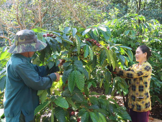 Người dân thôn Sơn Lợi, xã Thọ Sơn, huyện Bù Đăng vào vụ thu hoạch cà phê. Ảnh: K GỬIH -TTXVN Niềm vui nhân đôi với người trồng cà phê ảnh 1