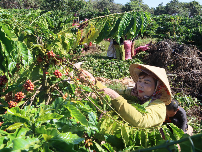 Người dân thôn Sơn Lợi, xã Thọ Sơn, huyện Bù Đăng vào vụ thu hoạch cà phê. Ảnh: K GỬIH -TTXVN Niềm vui nhân đôi với người trồng cà phê ảnh 2