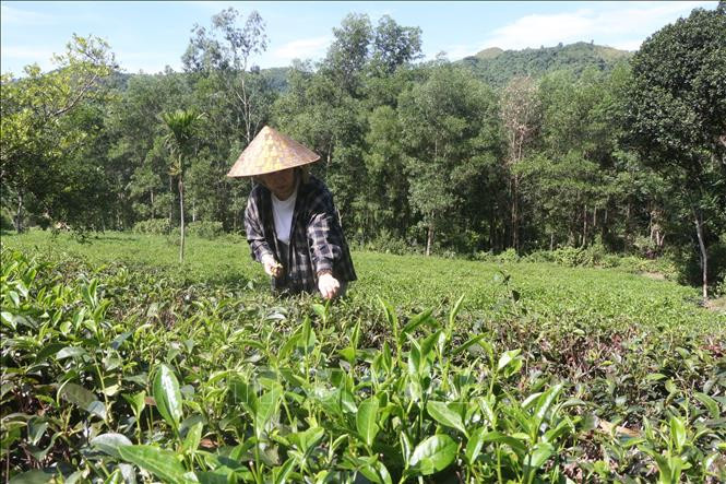 Hợp tác xã nông nghiệp và chế biến chè Thanh Đức, xã Thanh Đức, huyện Thanh Chương là đơn vị chuyên trồng, chế biến, kinh doanh chè xanh. Ảnh: Bích Huệ - TTXVN Nghệ An: Mở hướng mới cho tiêu thụ sản phẩm OCOP ảnh 2