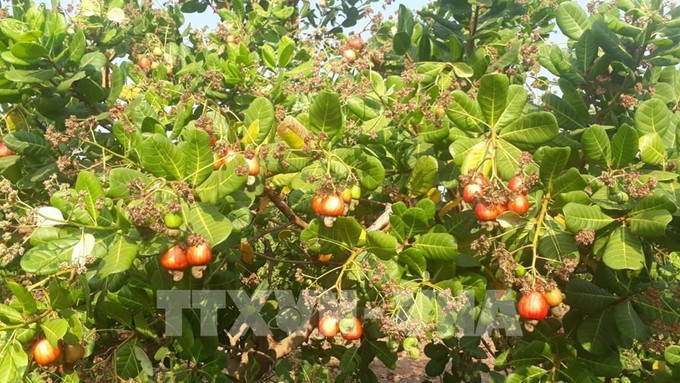 Xuất hiện tình trạng bán điều non tại Bình Phước. Ảnh: K GỬIH - TTXVN Ngăn chặn bán điều non, "tín dụng đen" trong vùng đồng bào dân tộc thiểu số tỉnh Bình Phước ảnh 3