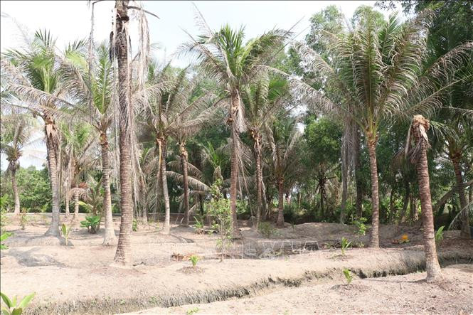Vườn dừa bị sâu đầu đen tấn công gây hại. Ảnh: Công Trí-TTXVN Phòng trừ sâu đầu đen hại dừa bằng các giải pháp sinh học ảnh 1