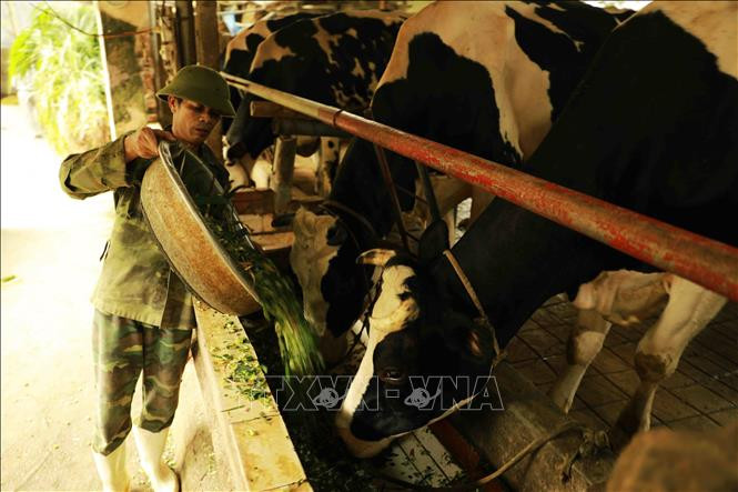 Hộ chăn nuôi bò sữa của gia đình ông Lê Văn Phương, thôn Kim Đê, xã An Tường, huyện Vĩnh Tường (tỉnh Vĩnh Phúc), hiện nay đang nuôi 20 con bò sữa đang cho thu hoạch khoảng 400kg sữa/con/ngày, thu lãi khoảng 2 triệu đồng/ngày. Ảnh: Vũ Sinh – TTXVN Dư địa để Việt Nam phát triển ngành hàng sữa ảnh 1