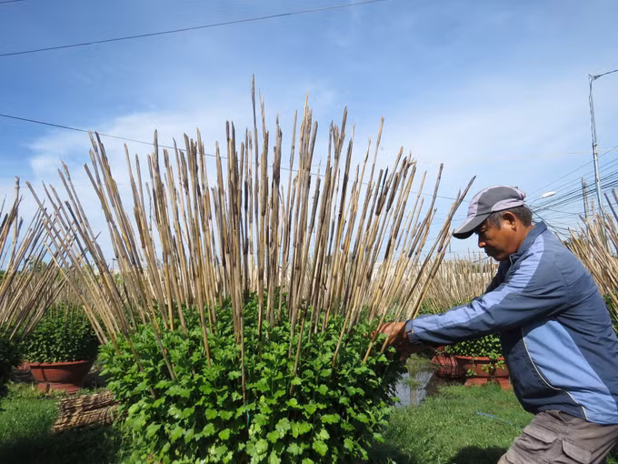 Làng hoa cúc Ninh Giang tất bật chuẩn bị vào vụ Tết ảnh 1