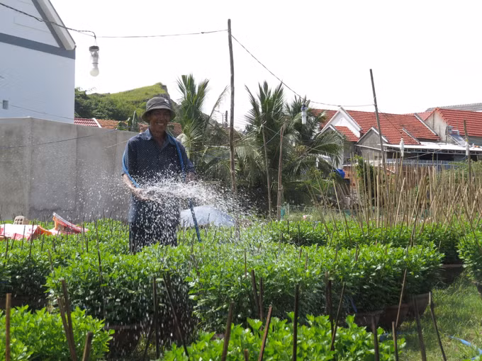 Làng hoa cúc Ninh Giang tất bật chuẩn bị vào vụ Tết ảnh 2