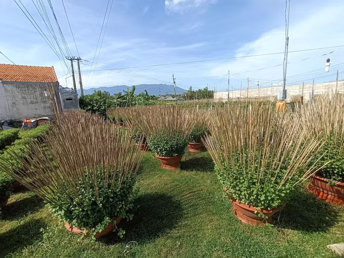 Làng hoa cúc Ninh Giang tất bật chuẩn bị vào vụ Tết ảnh 3