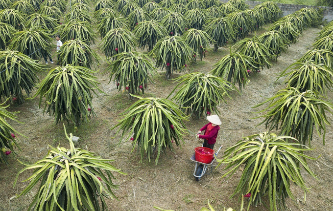 Nhiều hộ gia đình ở thị trấn Ba Hàng Đồi đã phát triển kinh tế ổn định hơn nhờ trồng cây thanh long ruột đỏ. Ảnh: Trọng Đạt - TTXVN Hòa Bình phát triển vùng thanh long ruột đỏ chất lượng cao ảnh 4