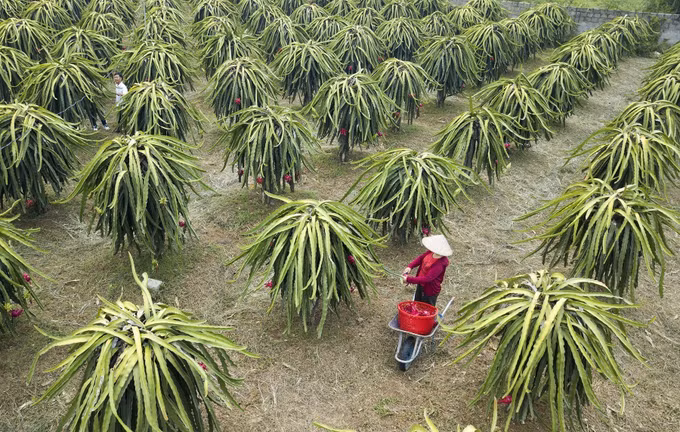 Hòa Bình phát triển vùng thanh long ruột đỏ chất lượng cao ảnh 4