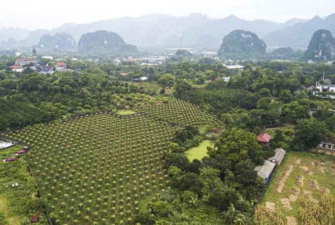 Thị trấn Ba Hàng Đồi có 26 ha thanh long (chủ yếu là thanh long ruột đỏ); năng suất đạt 25 - 30 tấn/ha; giá trị kinh tế đạt từ 350 - 400 triệu đồng/ha/năm. Ảnh: Trọng Đạt - TTXVN Hòa Bình phát triển vùng thanh long ruột đỏ chất lượng cao ảnh 3