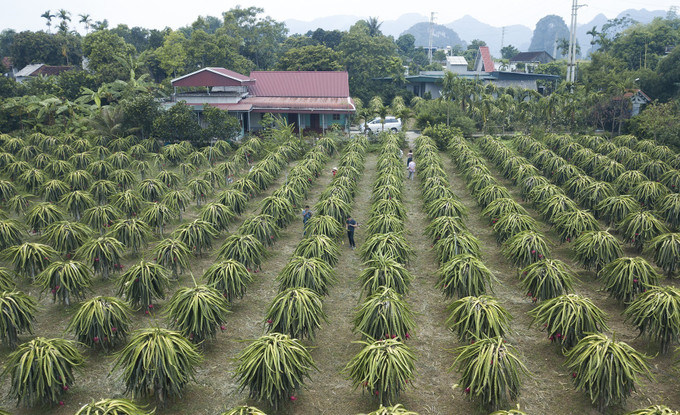 Thanh long ruột đỏ của HTX dịch vụ nông nghiệp Thanh Hà, huyện Lạc Thủy đạt tiêu chuẩn OCOP 3 sao cấp tỉnh. Ảnh: Trọng Đạt - TTXVN Hòa Bình phát triển vùng thanh long ruột đỏ chất lượng cao ảnh 2