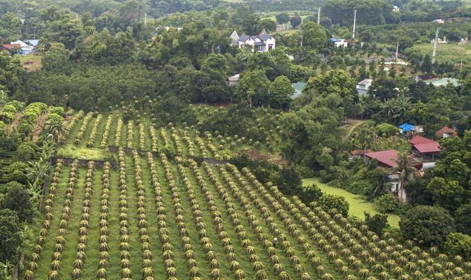 Thị trấn Ba Hàng Đồi có 26 ha thanh long (chủ yếu là thanh long ruột đỏ); năng suất đạt 25 - 30 tấn/ha; giá trị kinh tế đạt từ 350 - 400 triệu đồng/ha/năm. Ảnh: Trọng Đạt - TTXVN Hòa Bình phát triển vùng thanh long ruột đỏ chất lượng cao ảnh 8