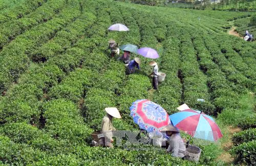 Hiệu quả sản xuất chè theo hướng hữu cơ tại Thái Nguyên ảnh 1
