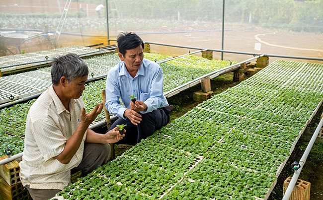 Vườn ươm tại nhóm cùng sở thích sản xuất RAT Vĩnh Sơn. Ảnh: VP Dự án RAT Bình Định Hiệu quả từ Dự án rau an toàn Bình Định ảnh 1