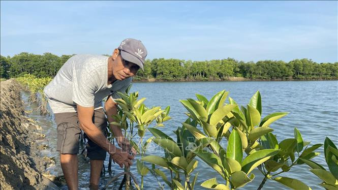 Ông Trần Hữu Khánh trồng thêm các loại cây bần, đước để giữ bờ thửa. Ảnh: Tường Quân - TTXVN Bình Định bảo vệ những khu rừng ngập mặn ảnh 1