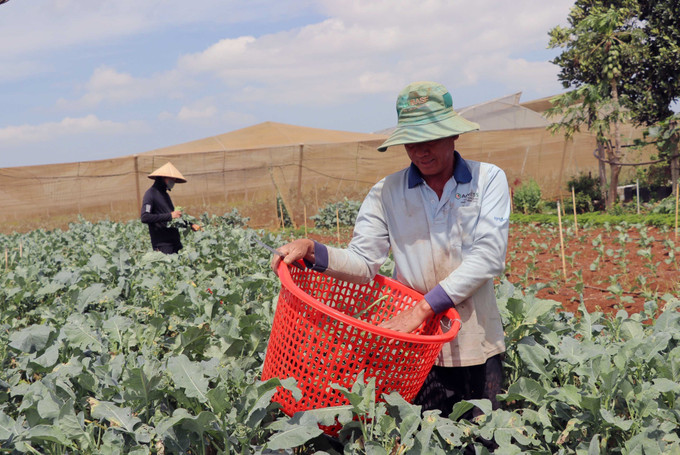 Nông dân xã Tu Tra (Đơn Dương, Lâm Đồng) tham gia mô hình liên kết, tiêu thụ rau qua hệ thông siêu thị. Ảnh: Đặng Tuấn - TTXVN Lâm Đồng có trên 1.300 ha đất sản xuất được chứng nhận hữu cơ ảnh 1