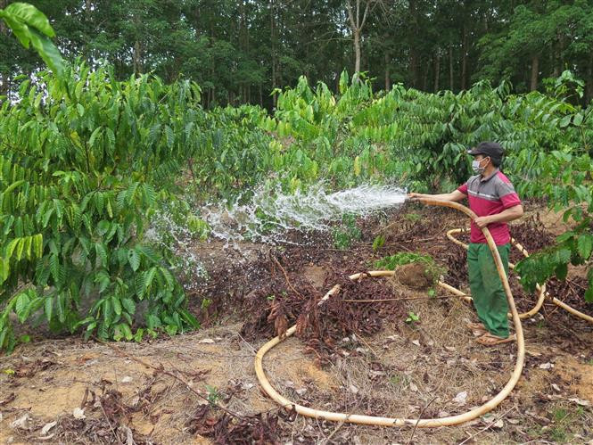 Tận dụng lòng suối để lấy nước tưới cà phê, nhưng ông Nguyễn Thanh Tuân, trú thôn 1, xã Ia Đal, huyện Ia H’Drai chỉ tưới được 2 tiếng là hết nước. Ảnh: Dư Toán – TTXVN Kon Tum phòng, chống hạn hán ở những vùng có nguy cơ cao ảnh 4