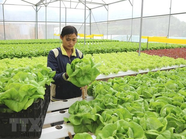 Trồng rau trong nhà kính ở Lâm Đồng. Ảnh: Nguyễn Dũng - TTXVN Lâm Đồng ban hành tiêu chí sản xuất nông nghiệp công nghệ cao ảnh 1