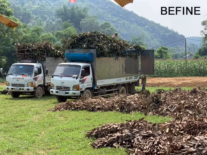 Người thanh niên vùng cao Dương Ngọc Trường quyết tâm thoát nghèo ảnh 3
