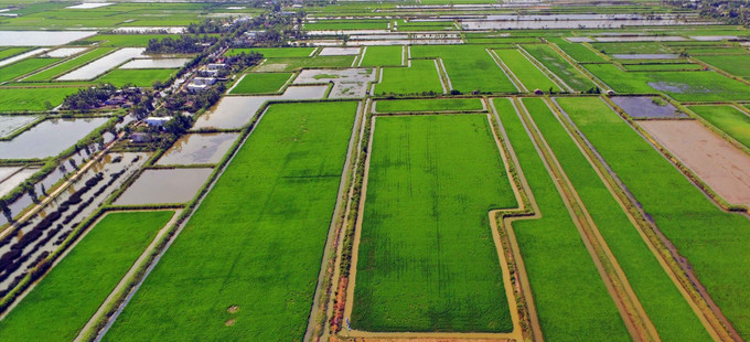 Tăng cường trồng lúa chất lượng cao. Ảnh: Huỳnh Anh - TTXVN Nông dân trồng lúa chất lượng cao tăng lợi nhuận từ 15-20% ảnh 1