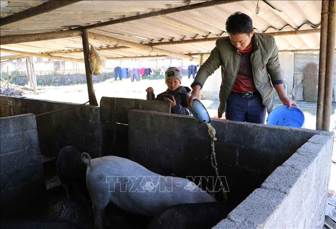 Do dịch bệnh không đi làm ăn xa được nên anh Sùng Mý Sinh, xã Sà Dề Phìn ở nhà chăn nuôi lợn, nhưng thu nhập cũng không nhiều. Ảnh: Việt Hoàng-TTXVN Trở ngại trong xây dựng nông thôn mới ở huyện vùng cao biên giới Sìn Hồ ảnh 6