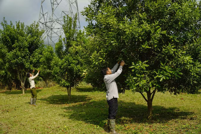 Điện Biên tái cơ cấu nông nghiệp với hơn 10 nhóm sản phẩm ảnh 2