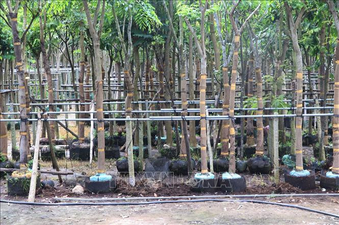 Làng hoa Sa Đéc (Đồng Tháp) trông cây phục vụ cho công trình. Ảnh: Nguyễn Văn Trí - TTXVN Hướng mới từ trồng hoa cảnh công trình ở làng hoa Sa Đéc ảnh 3