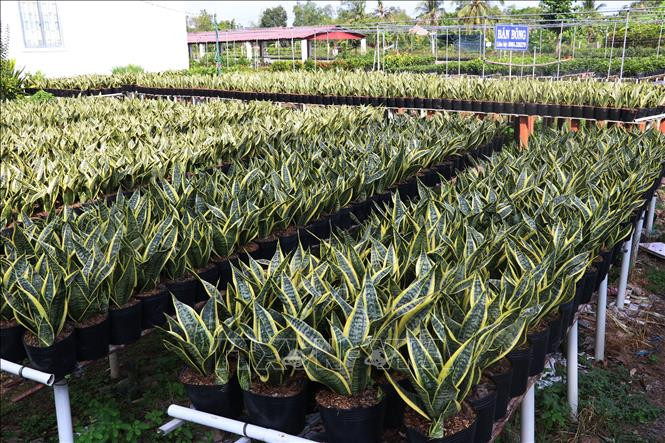 Làng hoa Sa Đéc (Đồng Tháp) trồng cây lưỡi hổ phục vụ công trình. Ảnh: Nguyễn Văn Trí - TTXVN Hướng mới từ trồng hoa cảnh công trình ở làng hoa Sa Đéc ảnh 2