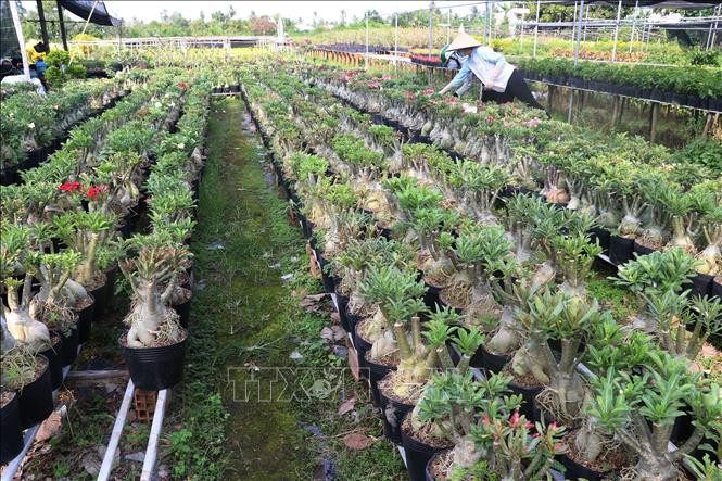 Trồng hoa sứ phục vụ công trình ở làng hoa Sa Đéc (Đồng Tháp). Ảnh: Nguyễn Văn Trí - TTXVN Hướng mới từ trồng hoa cảnh công trình ở làng hoa Sa Đéc ảnh 4